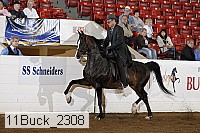 11buck_2308 proof