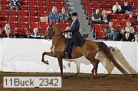 11buck_2342 proof
