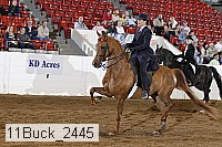 11buck_2445 proof