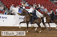 11buck_2469 proof