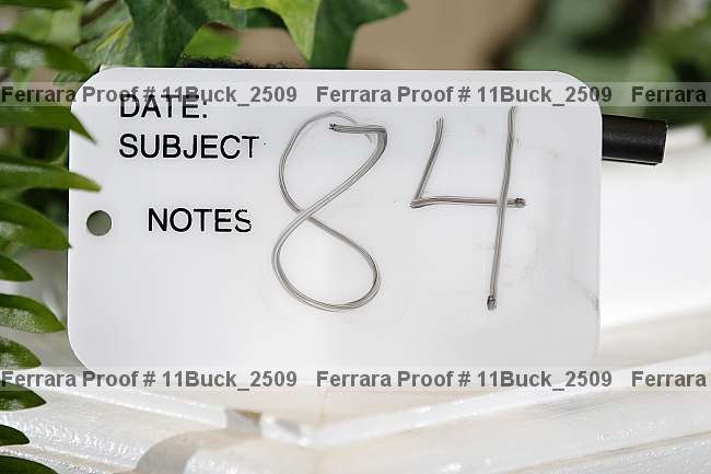 Proof 11buck_2509