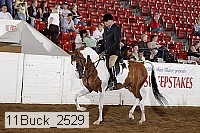 11buck_2529 proof