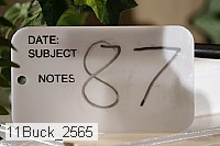 11buck_2565 proof