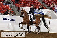 11buck_2729 proof