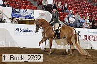 11buck_2792 proof