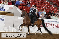 11buck_2817 proof