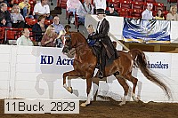 11buck_2829 proof