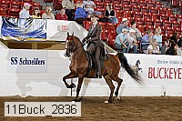 11buck_2836 proof