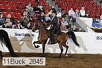 11buck_2845 proof
