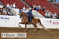 11buck_2850 proof
