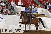11buck_2859 proof