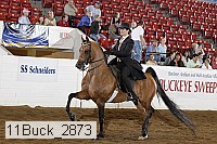 11buck_2873 proof