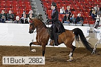 11buck_2882 proof