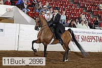 11buck_2896 proof