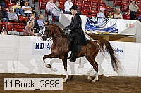11buck_2898 proof