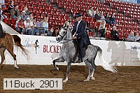 11buck_2901 proof