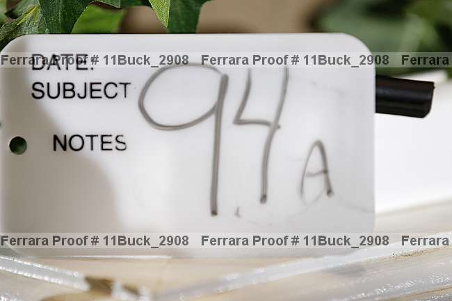 Proof 11buck_2908