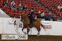 11buck_2946 proof
