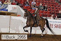 11buck_2955 proof