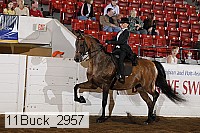 11buck_2957 proof