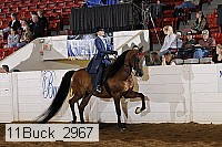 11buck_2967 proof