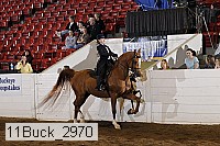 11buck_2970 proof