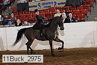 11buck_2975 proof
