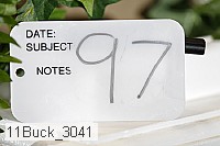 11buck_3041 proof