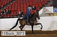11buck_3073 proof