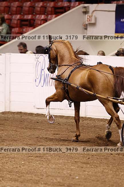 Proof 11buck_3179