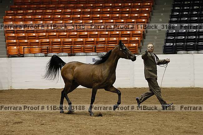 Proof 11buck_3188