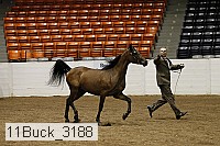 11buck_3188 proof