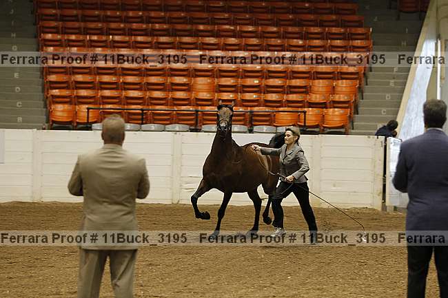 Proof 11buck_3195