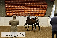 11buck_3195 proof