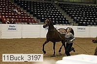 11buck_3197 proof