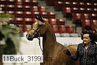 11buck_3199 proof