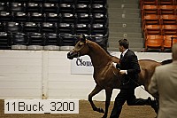 11buck_3200 proof