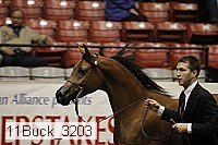 11buck_3203 proof