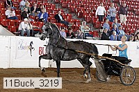 11buck_3219 proof