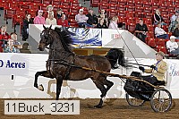 11buck_3231 proof