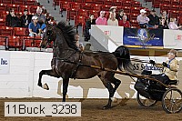 11buck_3238 proof