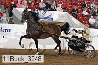 11buck_3248 proof