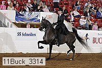 11buck_3314 proof
