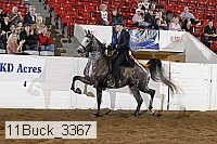 11buck_3367 proof