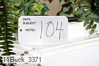 11buck_3371 proof