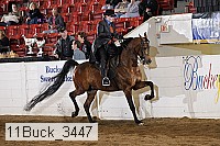 11buck_3447 proof