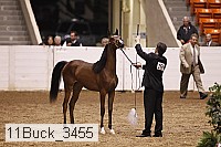 11buck_3455 proof