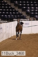 11buck_3468 proof