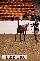 11buck_3480 proof