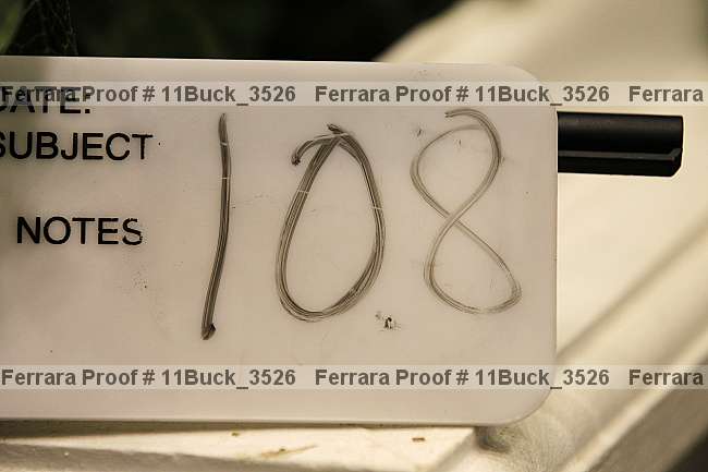 Proof 11buck_3526